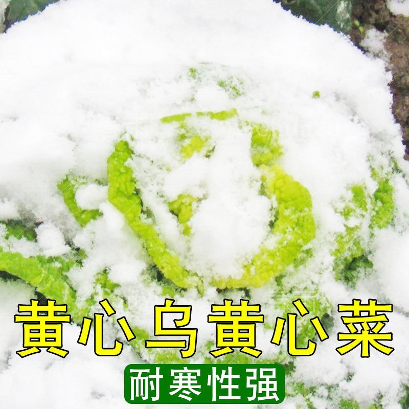 黄心坞菜种子黄心乌种子卷窝菜黄心菜特色蔬菜易种植耐寒强