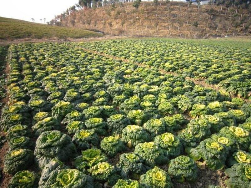 黄心坞菜种子黄心乌种子卷窝菜黄心菜特色蔬菜易种植耐寒强