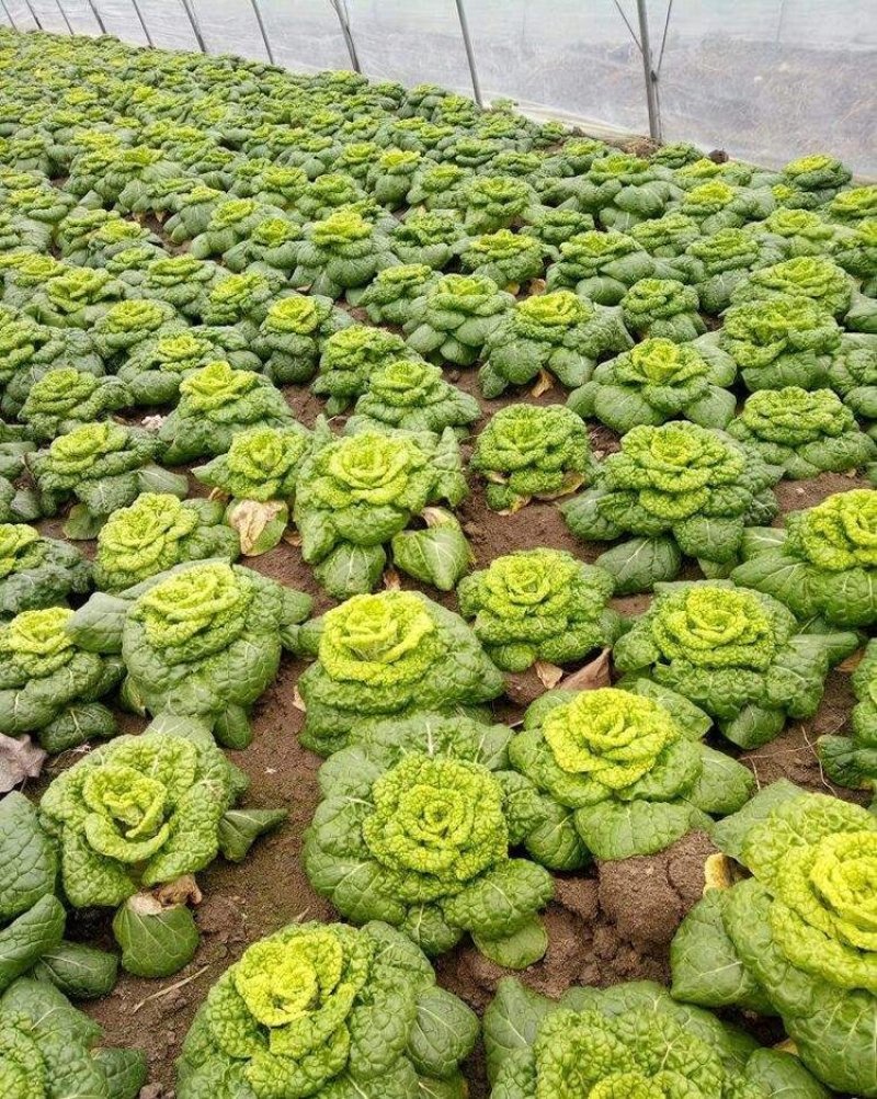 黄心坞菜种子黄心乌种子卷窝菜黄心菜特色蔬菜易种植耐寒强