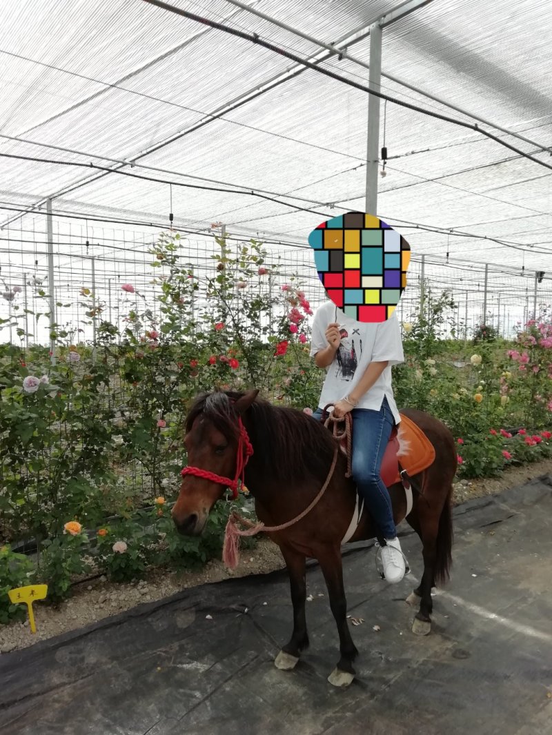 德保矮马