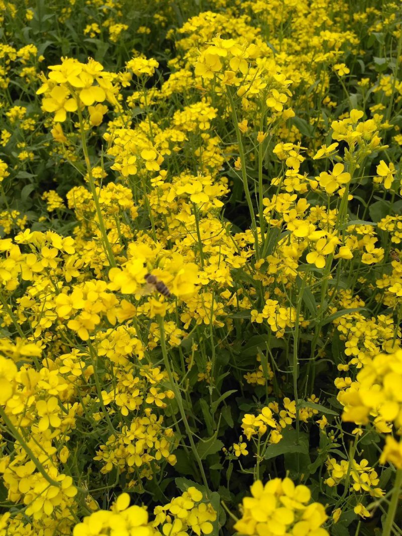 油菜花粉