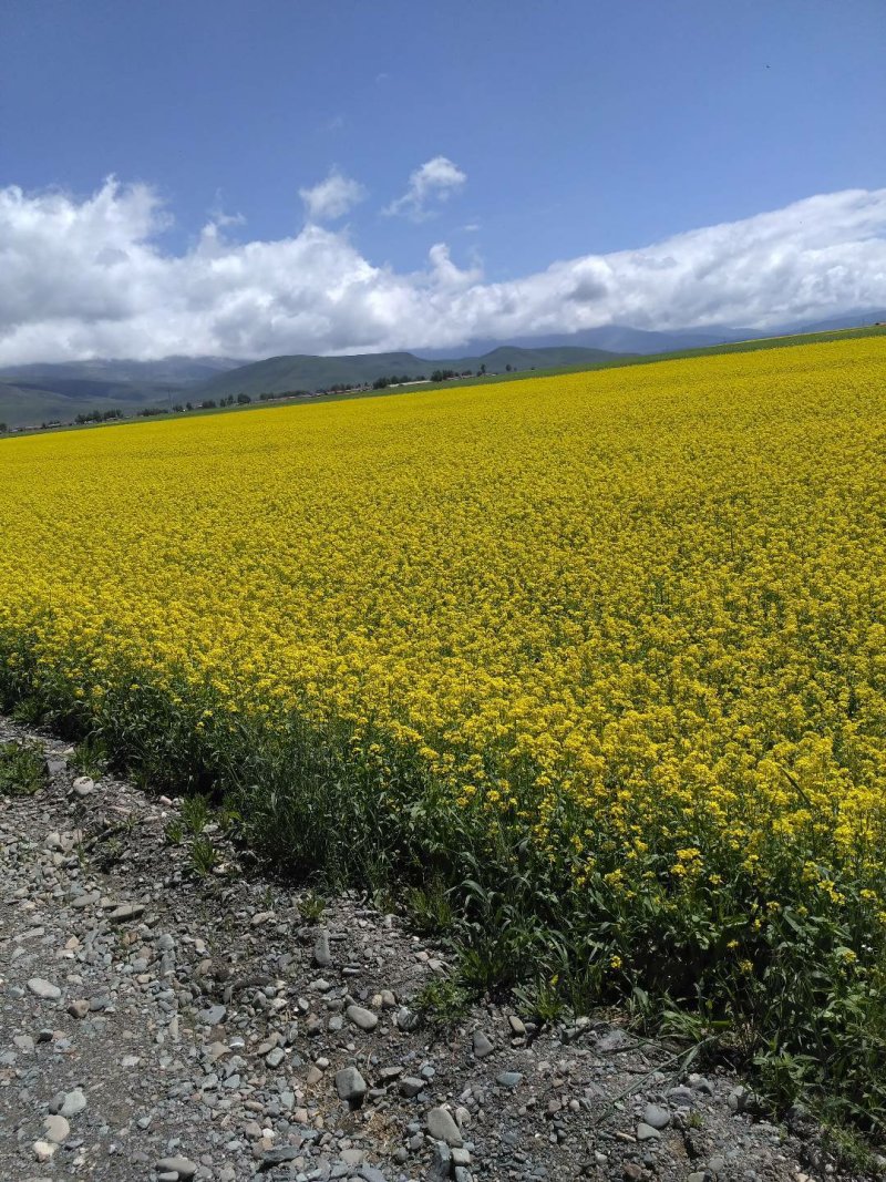 油菜花粉