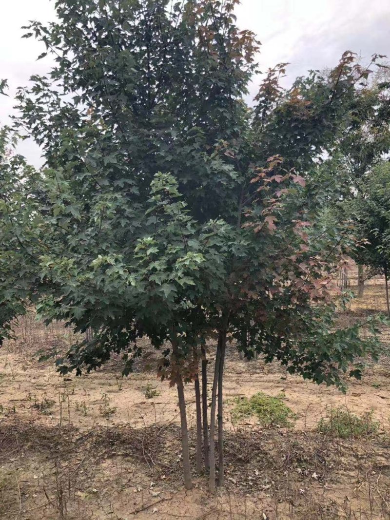 丛生美国红点红枫