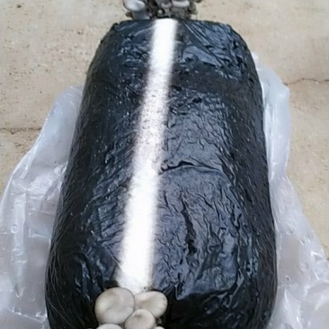 大量出售平菇菌包。