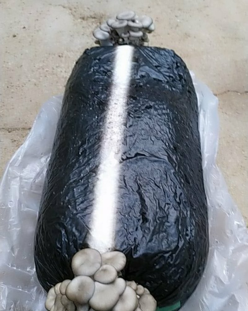 大量出售平菇菌包。