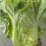 意大利生菜，色泽好，棵形状匀实。。。，，