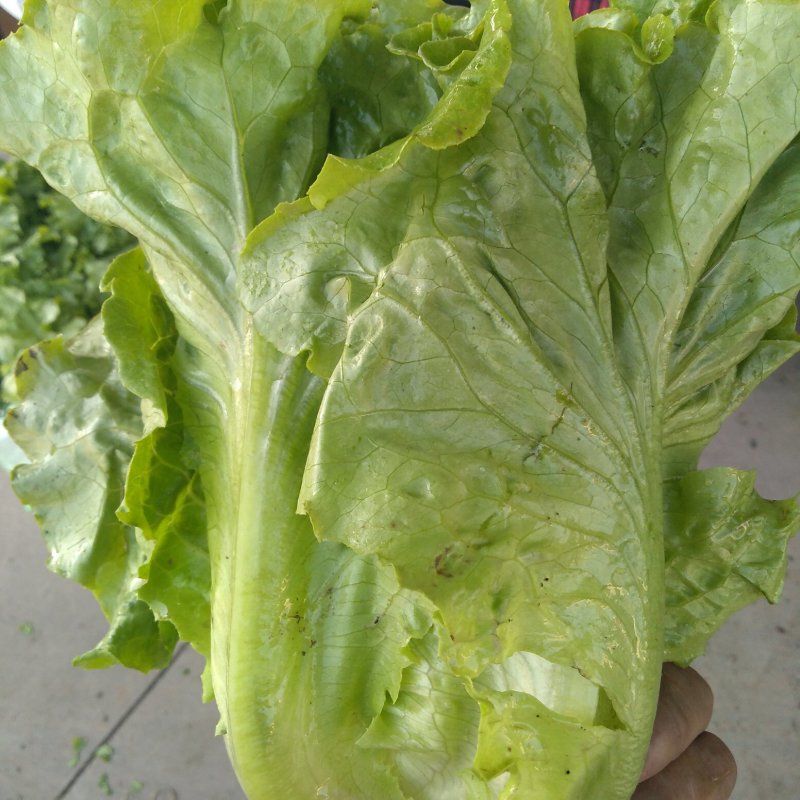 意大利生菜，色泽好，棵形状匀实。。。，，