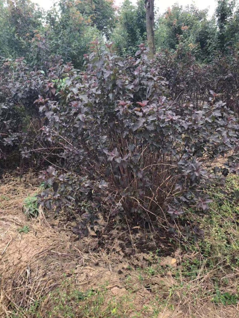紫叶风箱果