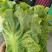 意大利生菜，色泽好，棵形状匀实。。。，，