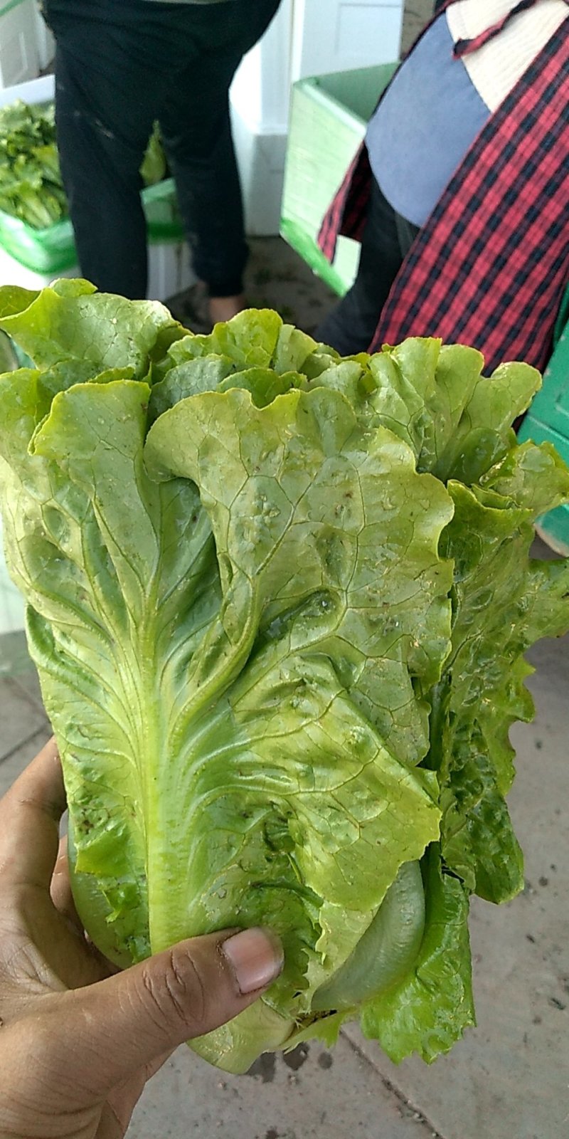 意大利生菜，色泽好，棵形状匀实。。。，，