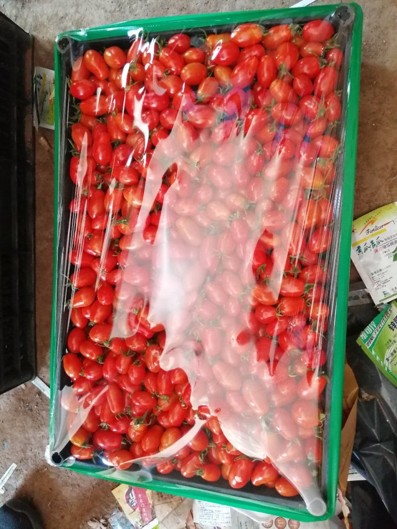 圣女果，丹东409小柿子现在开始陆续上市了