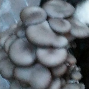 大量出售平菇菌棒