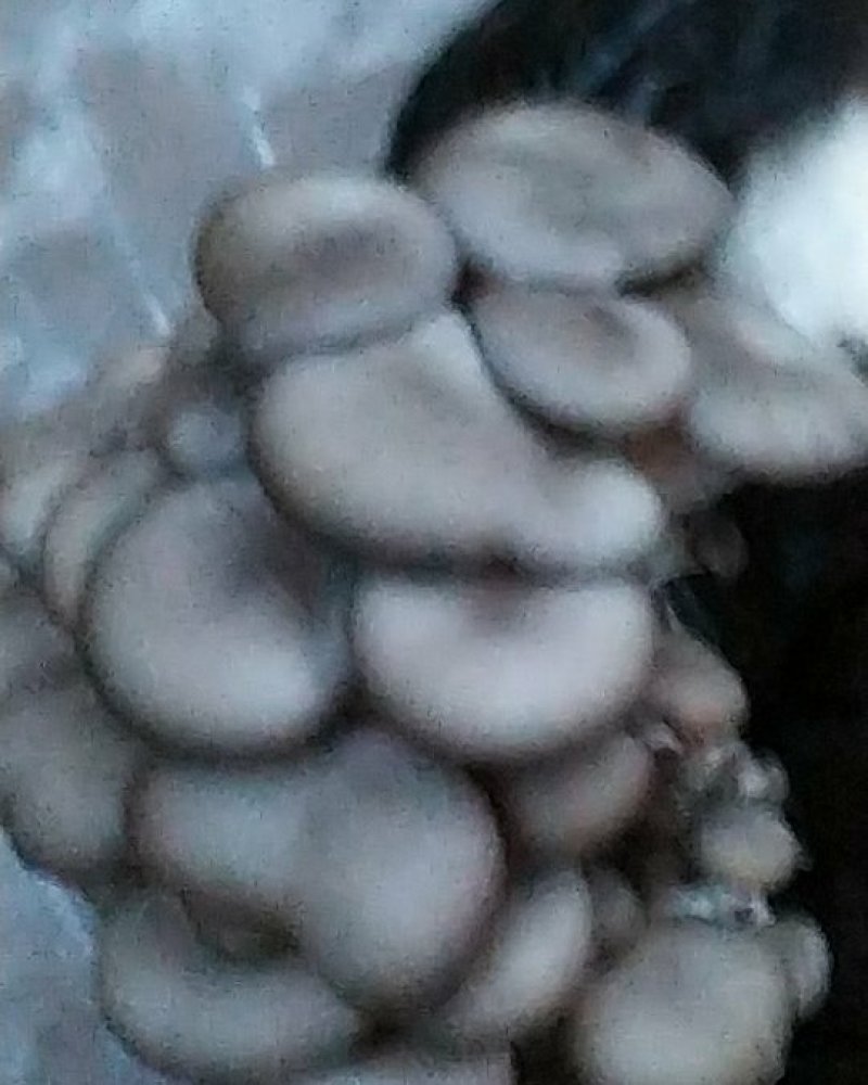 大量出售平菇菌棒