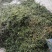 含羞草