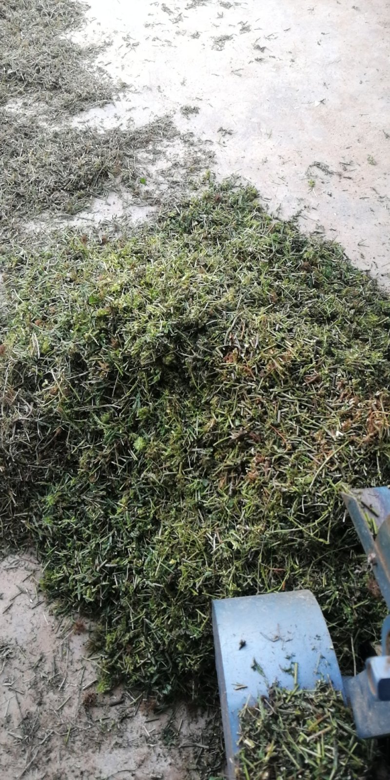 含羞草