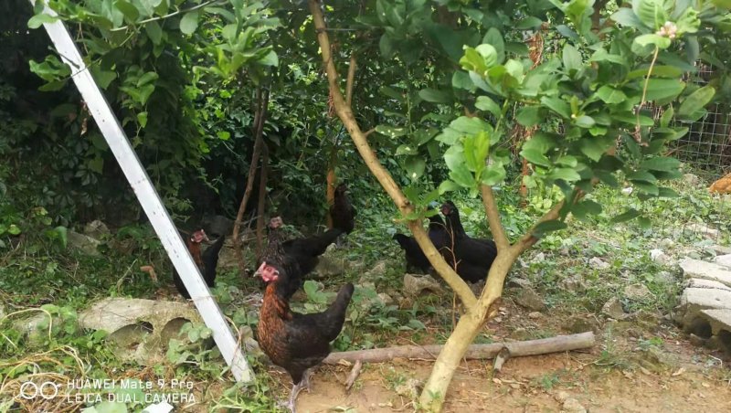 原生态散养土鸡蛋，山林虫草为食，纯五谷杂粮喂养