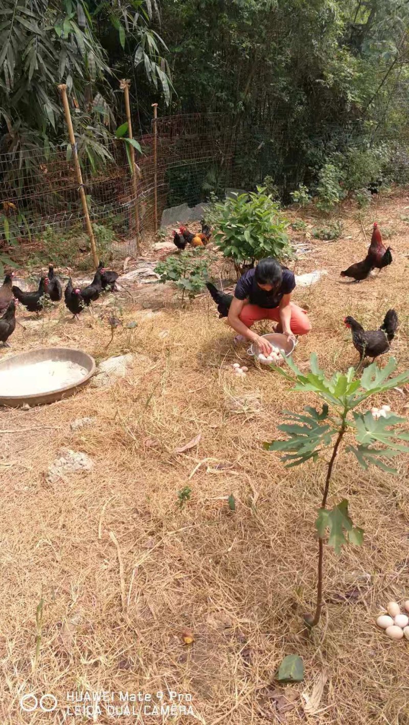 土鸡蛋
