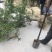 花石榴，绿化道路，石榴树