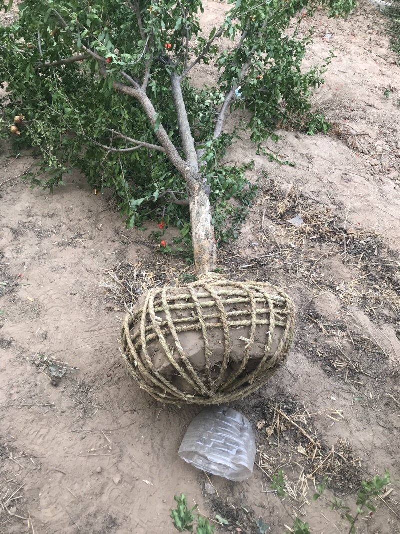 花石榴，绿化道路，石榴树