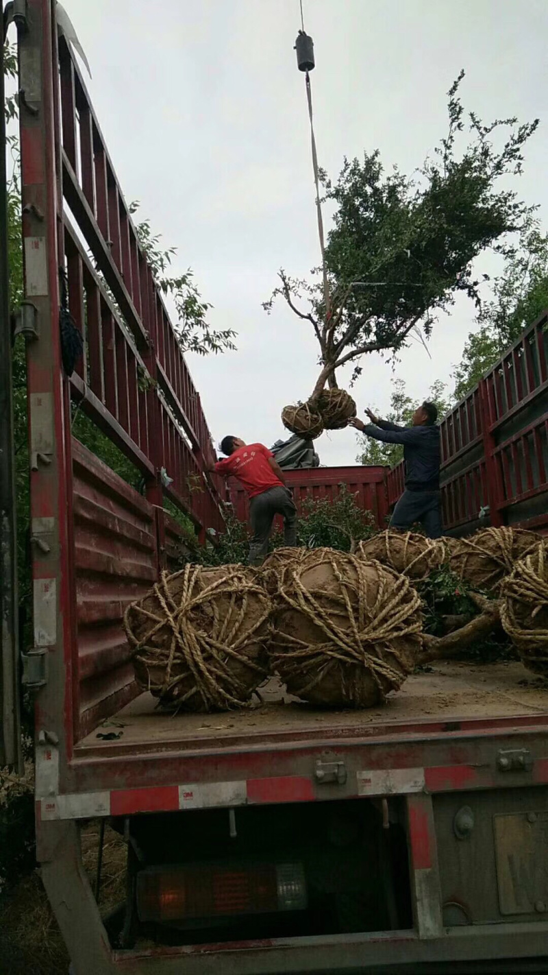 花石榴，绿化道路，石榴树