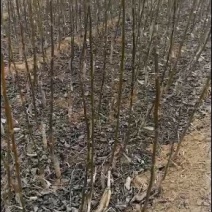 老品种核桃苗1.5至2.5米，粗度2公分以上的价格优惠