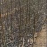 老品种核桃苗1.5至2.5米，粗度2公分以上的价格优惠