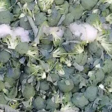 邯郸本地蔬菜西蓝花大量上市，质量不错，欢迎咨询！