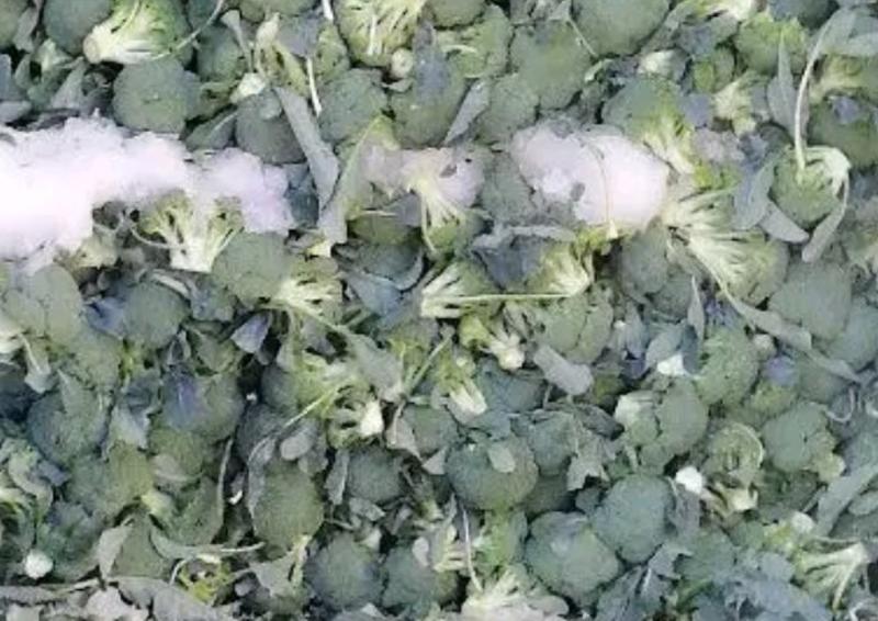 邯郸本地蔬菜西蓝花大量上市，质量不错，欢迎咨询！