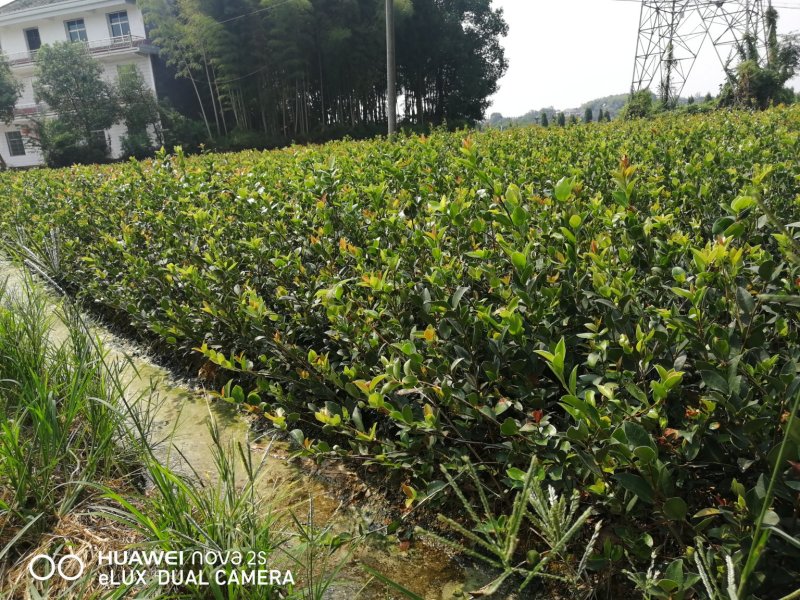 油茶苗
