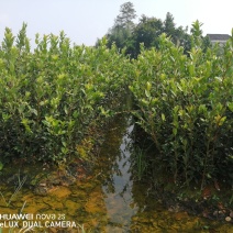 油茶苗