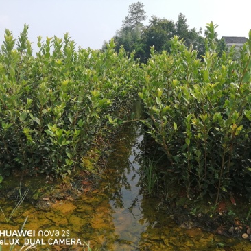 油茶苗