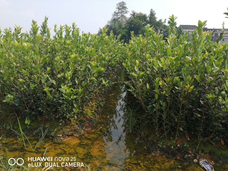 油茶苗
