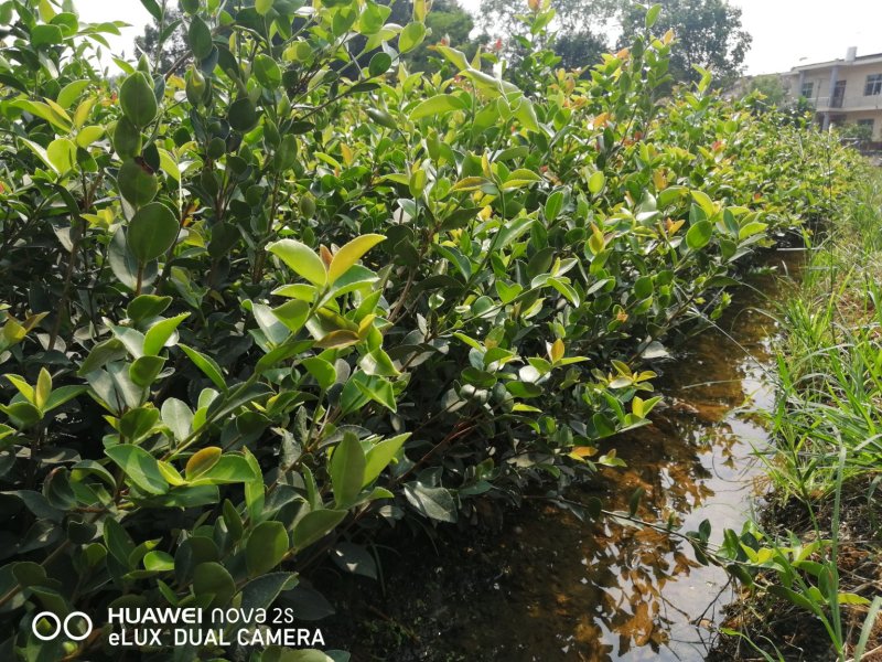 油茶苗