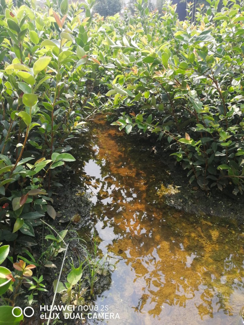 油茶苗
