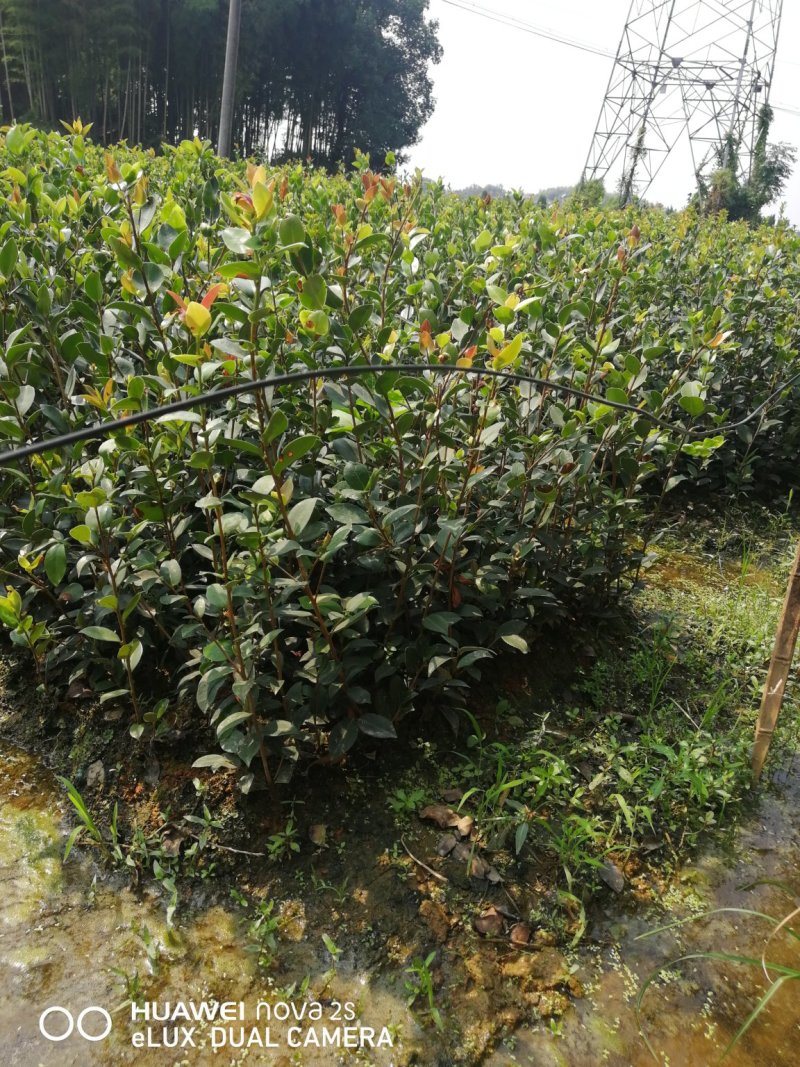 油茶苗