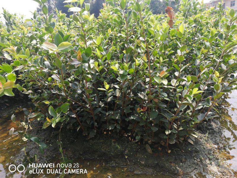 油茶苗