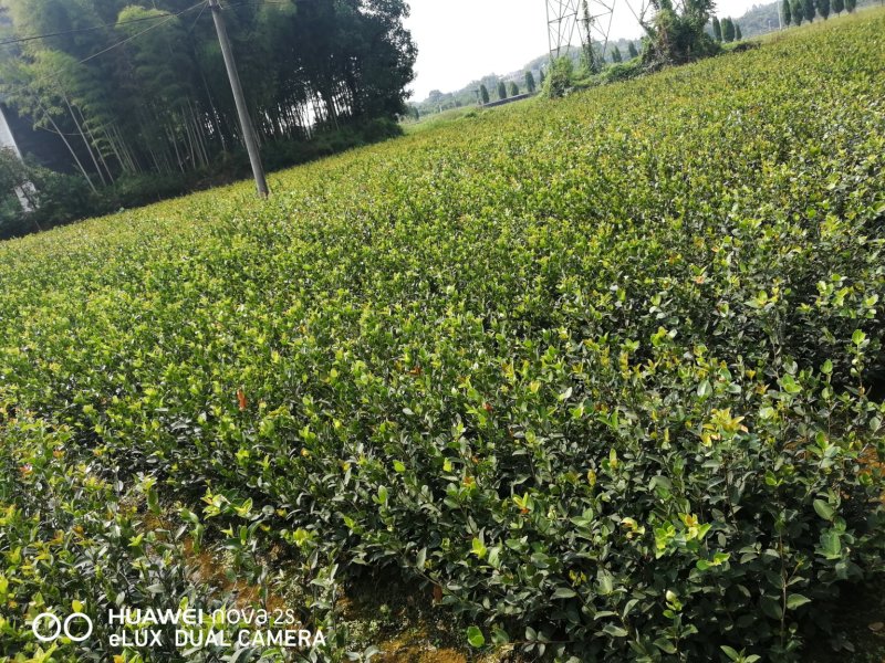 油茶苗