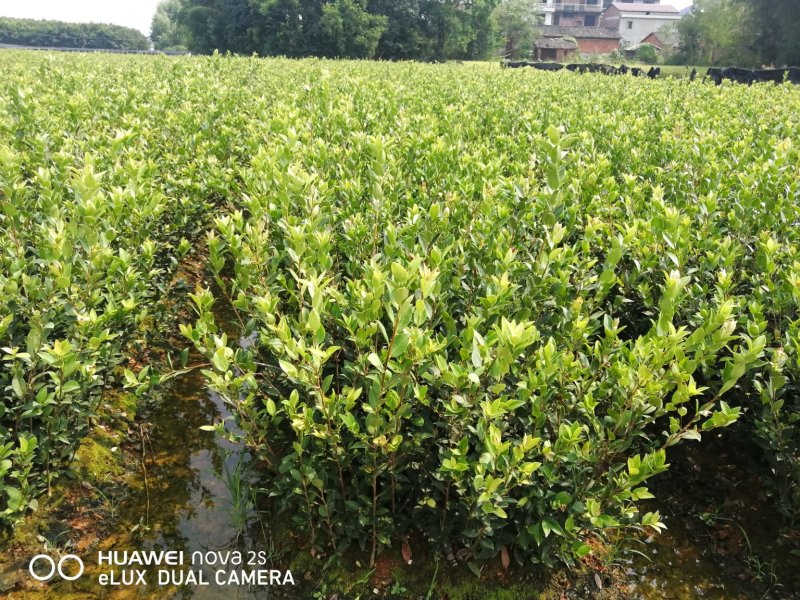 油茶苗