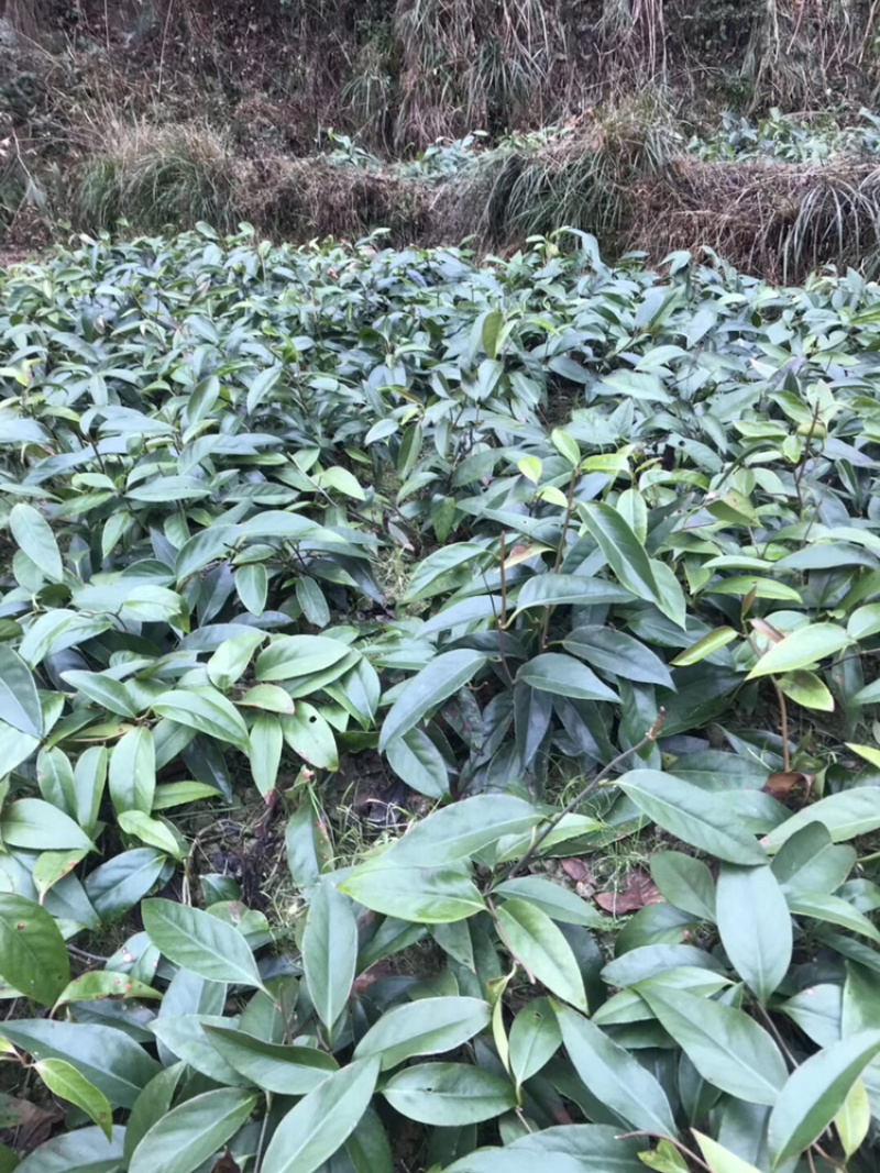 布福娜通道黑老虎种苗国家地理标志产品
