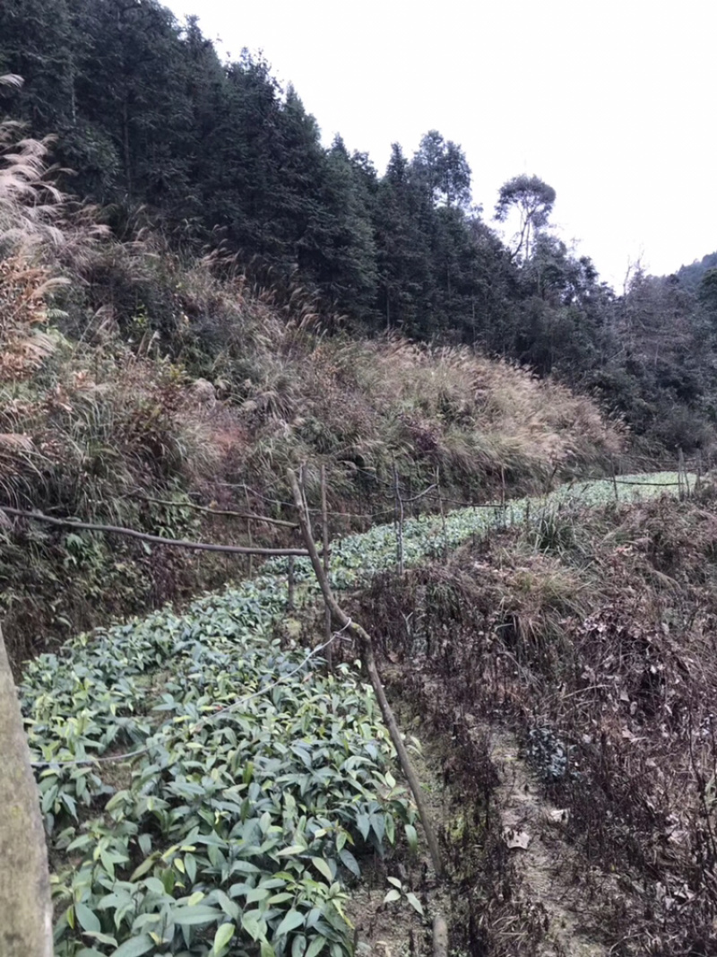 布福娜通道黑老虎种苗国家地理标志产品