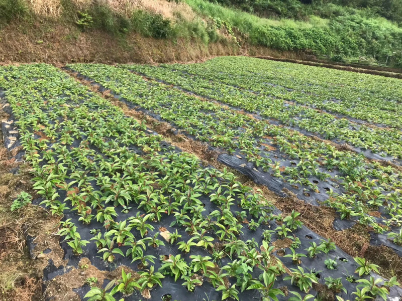 布福娜通道黑老虎种苗国家地理标志产品