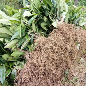 布福娜通道黑老虎种苗国家地理标志产品