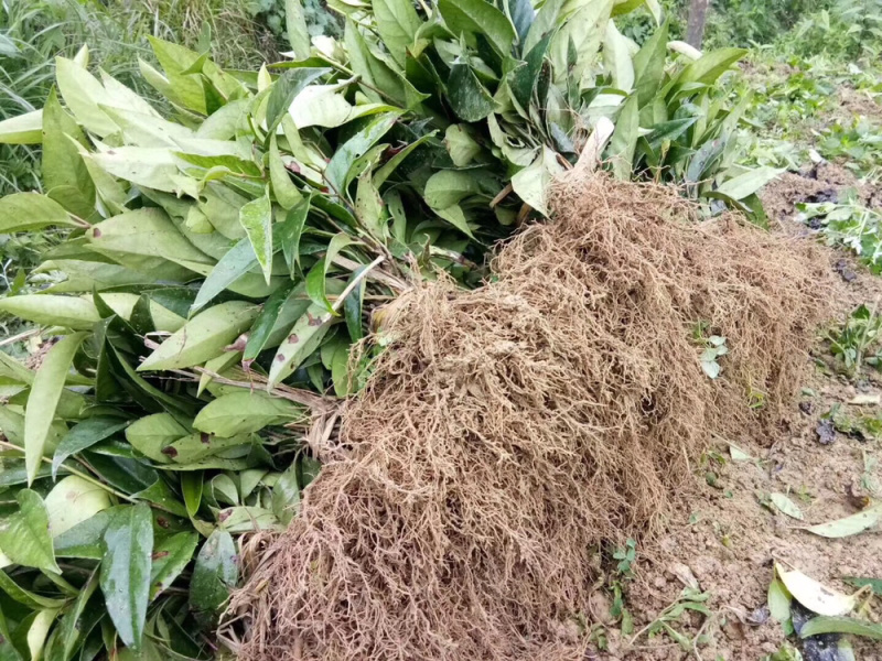 布福娜通道黑老虎种苗国家地理标志产品