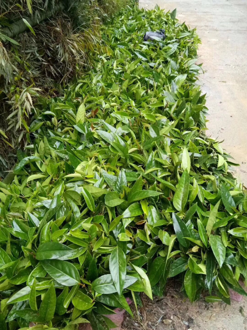 布福娜通道黑老虎种苗国家地理标志产品