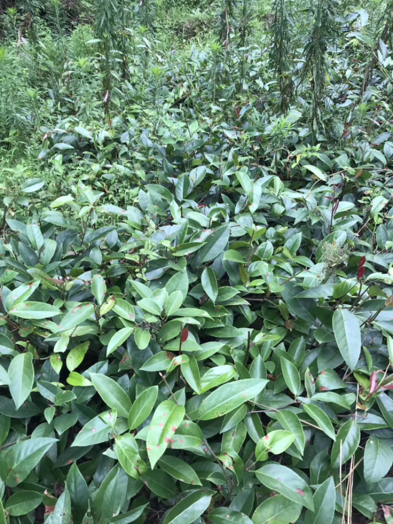 布福娜通道黑老虎种苗国家地理标志产品