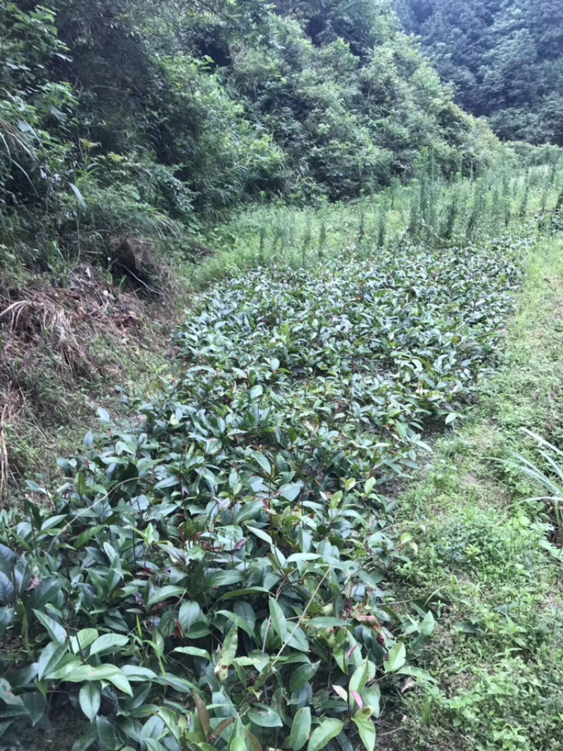 布福娜通道黑老虎种苗国家地理标志产品