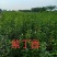 大量供应从生紫丁香80---1米