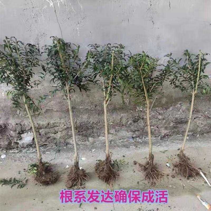 突尼斯石榴苗～软籽～黑籽～无籽～硬籽～品种保证～死苗包赔