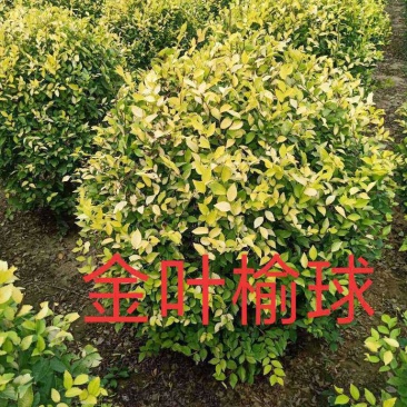 供应金叶榆球，金叶榆地球，美植袋金叶榆球