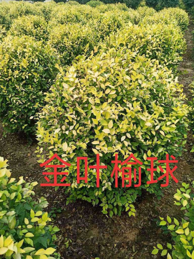 供应金叶榆球，金叶榆地球，美植袋金叶榆球